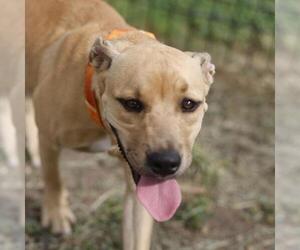 American Staffordshire Terrier-Unknown Mix Dogs for adoption in San Antonio, TX, USA