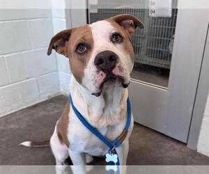 American Staffordshire Terrier Dogs for adoption in Tavares, FL, USA