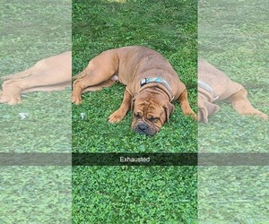 Mastiff-Unknown Mix Dogs for adoption in Uwchlan, PA, USA