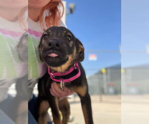 Rottweiler-Unknown Mix Dogs for adoption in Hillsboro, NH, USA