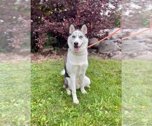 Siberian Husky Dogs for adoption in Fargo, ND, USA