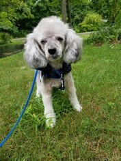 Poodle (Miniature)-Unknown Mix Dogs for adoption in Pataskala, OH, USA