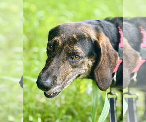 Mutt Dogs for adoption in Waldron, AR, USA