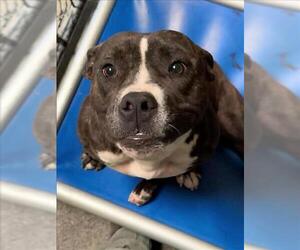 Staffordshire Bull Terrier Dogs for adoption in Woodland, CA, USA