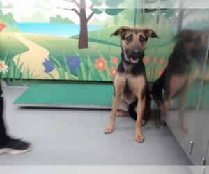 German Shepherd Dog Dogs for adoption in Waco, TX, USA