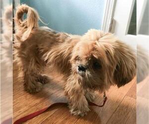 Lhasa Apso Dogs for adoption in Austin, TX, USA