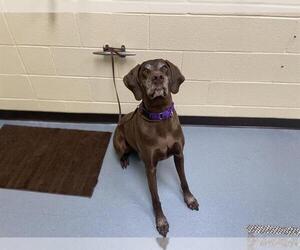 German Shorthaired Pointer Dogs for adoption in Denver, CO, USA