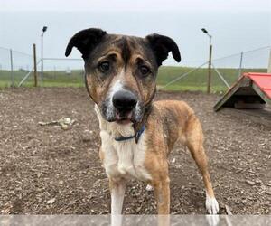 German Shepherd Dog-Unknown Mix Dogs for adoption in McKinleyville, CA, USA