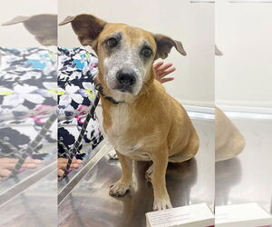 Pembroke Welsh Corgi-Unknown Mix Dogs for adoption in Oak Bluffs, MA, USA