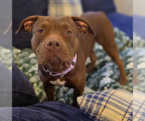 American Pit Bull Terrier Dogs for adoption in Westminster, MA, USA