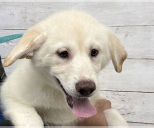 Great Pyrenees-Unknown Mix Dogs for adoption in San Bernardino, CA, USA