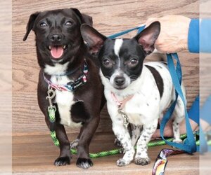 Chiweenie Dogs for adoption in Oak Ridge, TN, USA