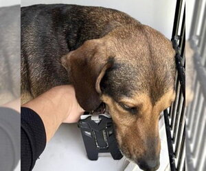 Mutt Dogs for adoption in Houston, TX, USA