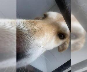Chinese Shar-Pei-Unknown Mix Dogs for adoption in Houston, TX, USA