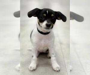 Jack-Rat Terrier Dogs for adoption in PIPE CREEK, TX, USA