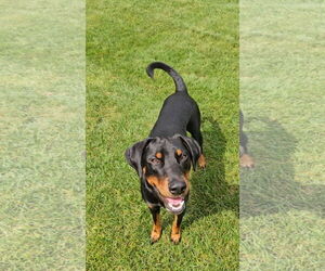 Doberman Pinscher-Unknown Mix Dogs for adoption in Minneaoplis, MN, USA