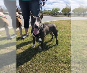 Bull Terrier Dogs for adoption in Pembroke, GA, USA