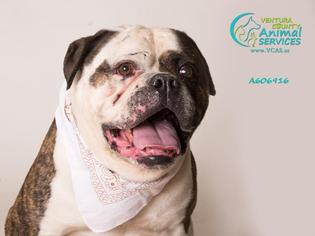 American Bulldog Dogs for adoption in Camarillo, CA, USA