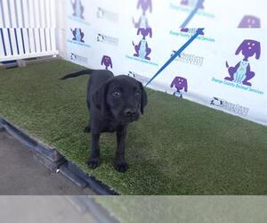 Labrador Retriever-Unknown Mix Dogs for adoption in Orlando, FL, USA
