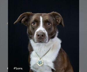 Border Collie-Unknown Mix Dogs for adoption in Hot Springs Village, AR, USA