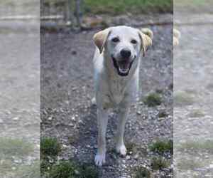 Labrador Retriever Dogs for adoption in Crandall, GA, USA