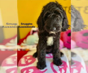 Australian Terrier-Unknown Mix Dogs for adoption in Studio City, CA, USA