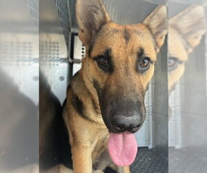 German Shepherd Dog Dogs for adoption in Rancho Cucamonga, CA, USA