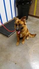 German Shepherd Dog Dogs for adoption in Ottawa, KS, USA