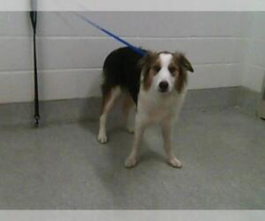 Collie Dogs for adoption in Fort Collins, CO, USA