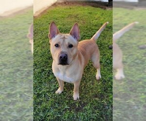 Shiba Inu Dogs for adoption in St. Cloud, FL, USA