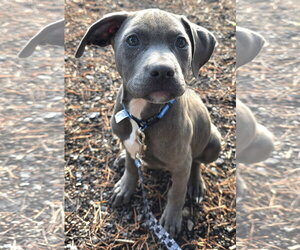 Mutt Dogs for adoption in Clarkston, MI, USA