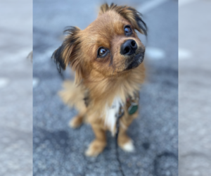 Pekingese-Unknown Mix Dogs for adoption in Brooklyn, NY, USA