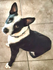 Boston Terrier Dogs for adoption in Rutherfordton, NC, USA