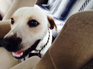 Dalmatian-Labrador Retriever Mix Dogs for adoption in Smithfield, NC, USA