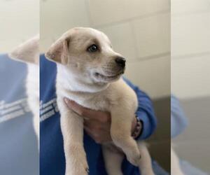 Siberian Husky-Unknown Mix Dogs for adoption in Riverside, CA, USA