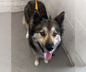 German Shepherd Dog-Unknown Mix Dogs for adoption in San Bernardino, CA, USA