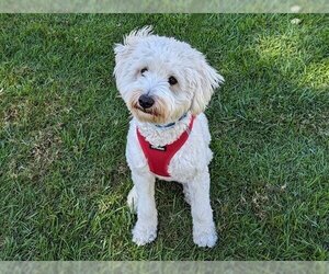 Labradoodle Dogs for adoption in San Clemente, CA, USA