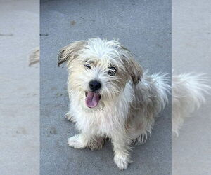 Havanese-Unknown Mix Dogs for adoption in Banning, CA, USA