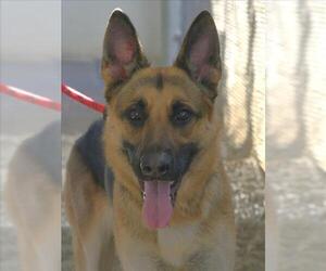 German Shepherd Dog Dogs for adoption in Woodland, CA, USA