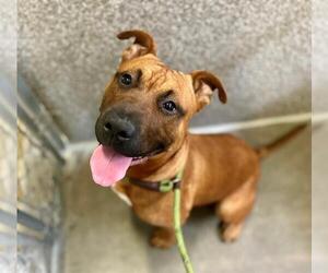 Chinese Shar-Pei-Unknown Mix Dogs for adoption in Santa Rosa, CA, USA