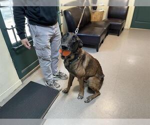 Mutt Dogs for adoption in Pasadena, CA, USA