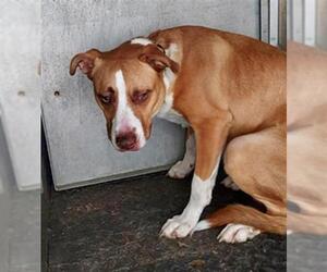 Staffordshire Bull Terrier-Unknown Mix Dogs for adoption in Texas City, TX, USA