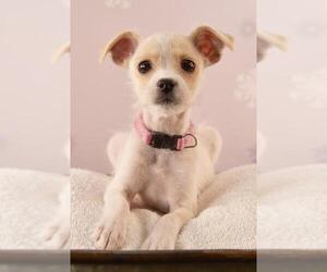 ShiChi Dogs for adoption in Sheridan, CO, USA