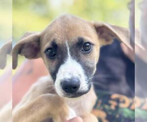 Mutt Dogs for adoption in Yardley, PA, USA