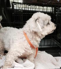 Zuchon Dogs for adoption in Claremore, OK, USA