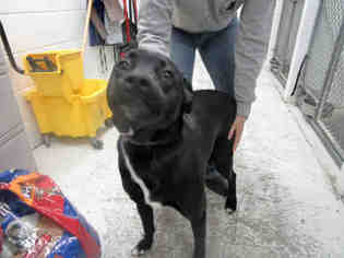 Labrador Retriever-Unknown Mix Dogs for adoption in Bowling Green, OH, USA