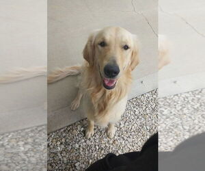 Golden Retriever Dogs for adoption in Foristell, MO, USA
