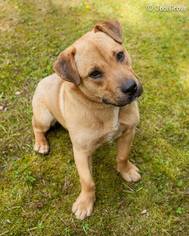 Basset Hound Dogs for adoption in Ashland, VA, USA
