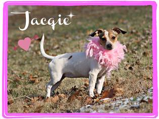 Jack Russell Terrier-Unknown Mix Dogs for adoption in Marion, KY, USA