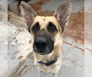 German Shepherd Dog Dogs for adoption in Kanab, UT, USA